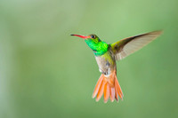 Rufous-tailed