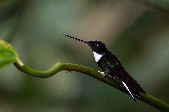 Collared Inca