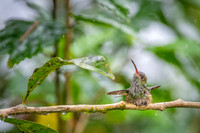 Rufous-tailed