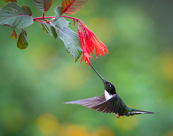 Collared Inca