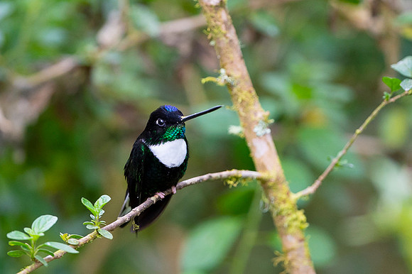 Collared Inca