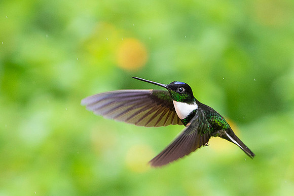 Collared Inca