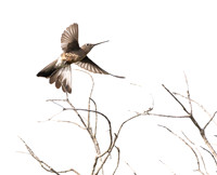Giant hummingbird