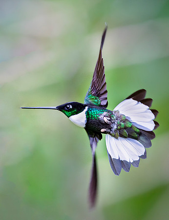 Collared Inca
