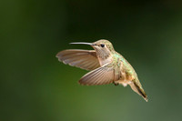 Anna's Hummingbird