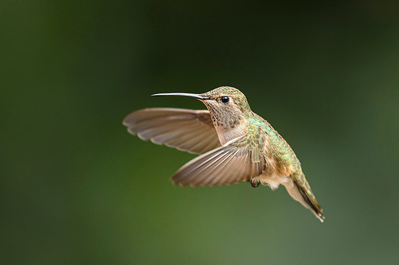 Anna's Hummingbird