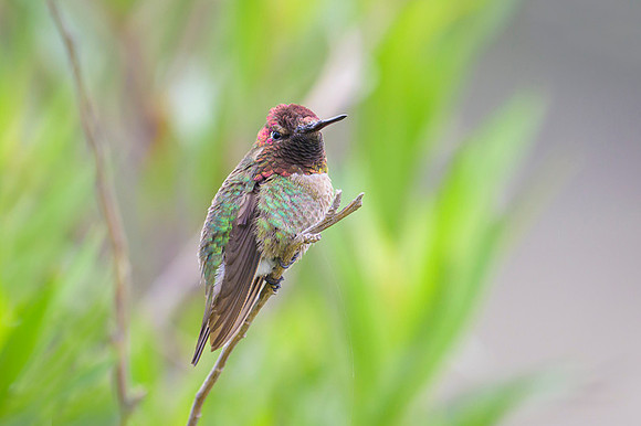 Anna's Hummingbird