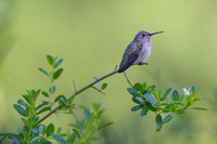 Anna's Hummingbird