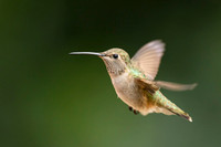 Anna's Hummingbird