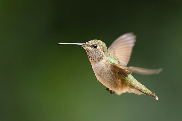 Anna's Hummingbird