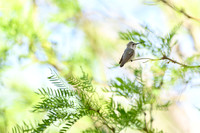 Anna's Hummingbird