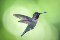 Anna's Hummingbird
