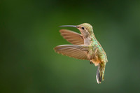 Anna's Hummingbird