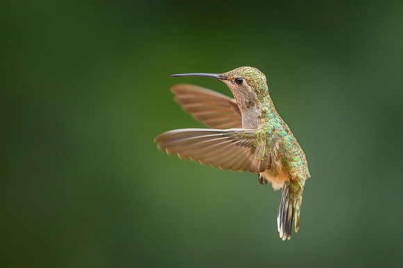 Anna's Hummingbird