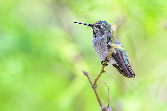 Anna's Hummingbird