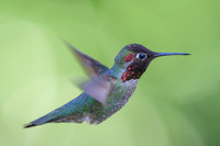 Anna's Hummingbird