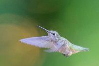 Anna's Hummingbird
