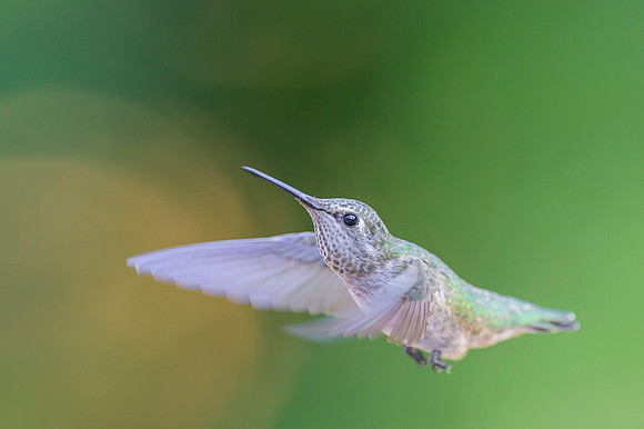 Anna's Hummingbird