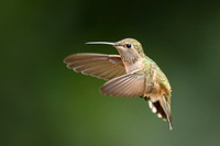 Anna's Hummingbird