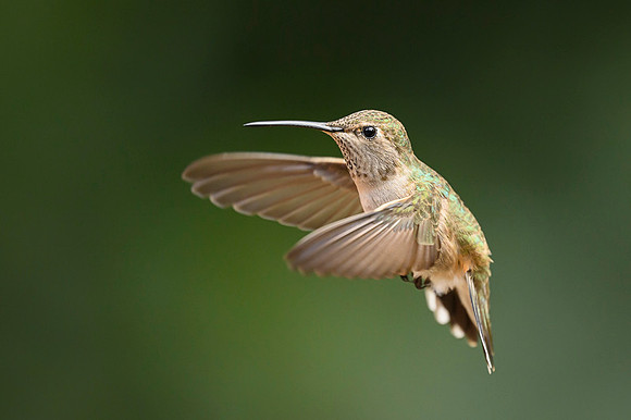 Anna's Hummingbird