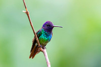 Golden-tailed Sapphire