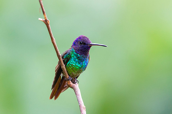 Golden-tailed Sapphire