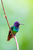 Golden-tailed Sapphire