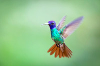 Golden-tailed Sapphire