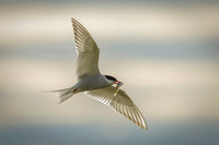Arctic Tern / Rybitwa popielata