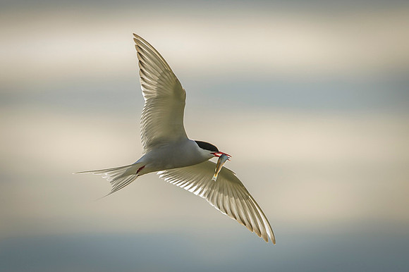 Arctic Tern / Rybitwa popielata