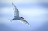 Arctic Tern / Rybitwa popielata