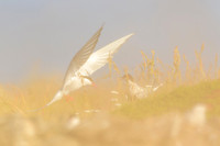 Arctic Tern / Rybitwa popielata