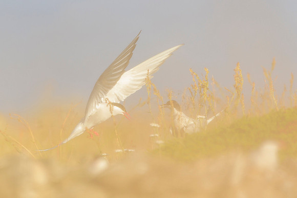 Arctic Tern / Rybitwa popielata