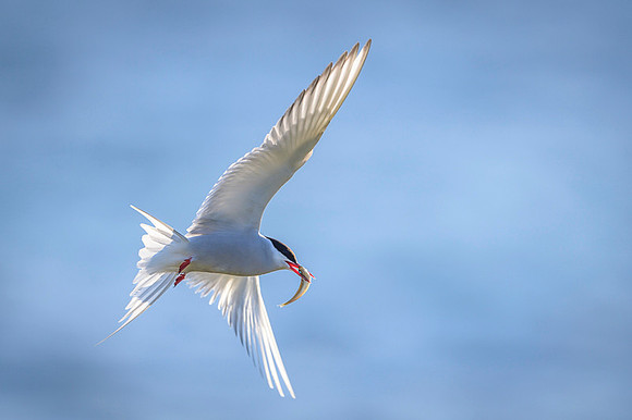 Arctic Tern / Rybitwa popielata