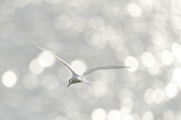 Arctic Tern / Rybitwa popielata