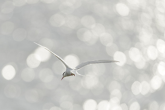 Arctic Tern / Rybitwa popielata