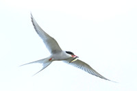 Arctic Tern / Rybitwa popielata