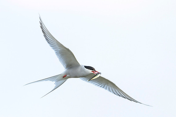 Arctic Tern / Rybitwa popielata