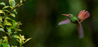 Rufous-tailed
