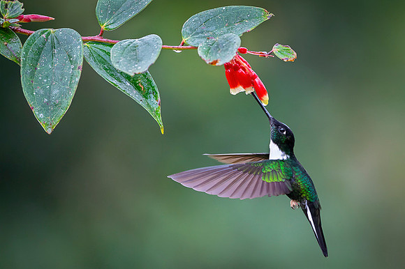 Collared Inca