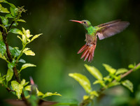 Rufous-tailed
