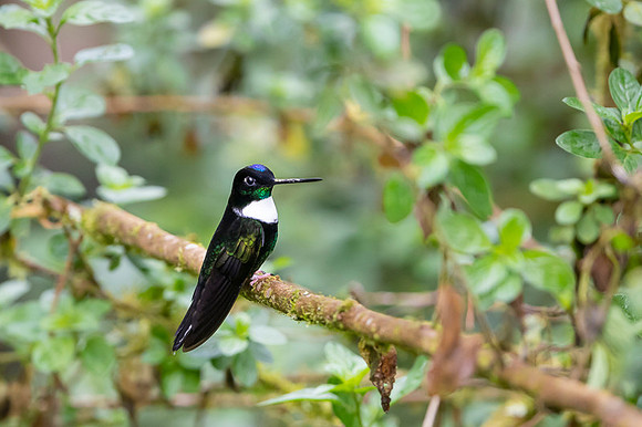 Collared Inca