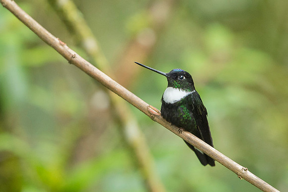 Collared Inca