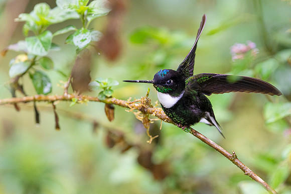 Collared Inca
