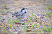 Black-capped Chickadee