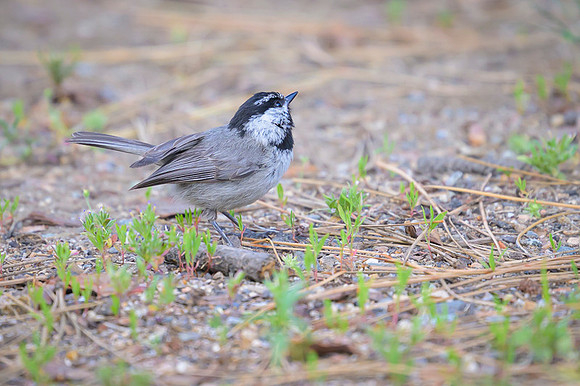 Black-capped Chickadee