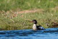 Red-breasted Merganser / Szlachar