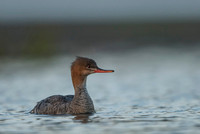 Red-breasted Merganser / Szlachar