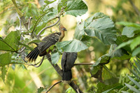 Hoatzin