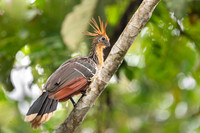 Hoatzin
